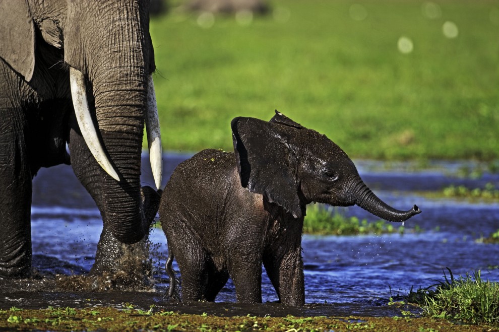 Wwf, tanti cuccioli senza mamma. Ma a Natale se ne pu&ograve; "adottare" uno