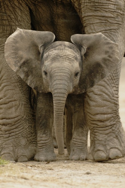 Wwf, tanti cuccioli senza mamma. Ma a Natale se ne pu&ograve; "adottare" uno