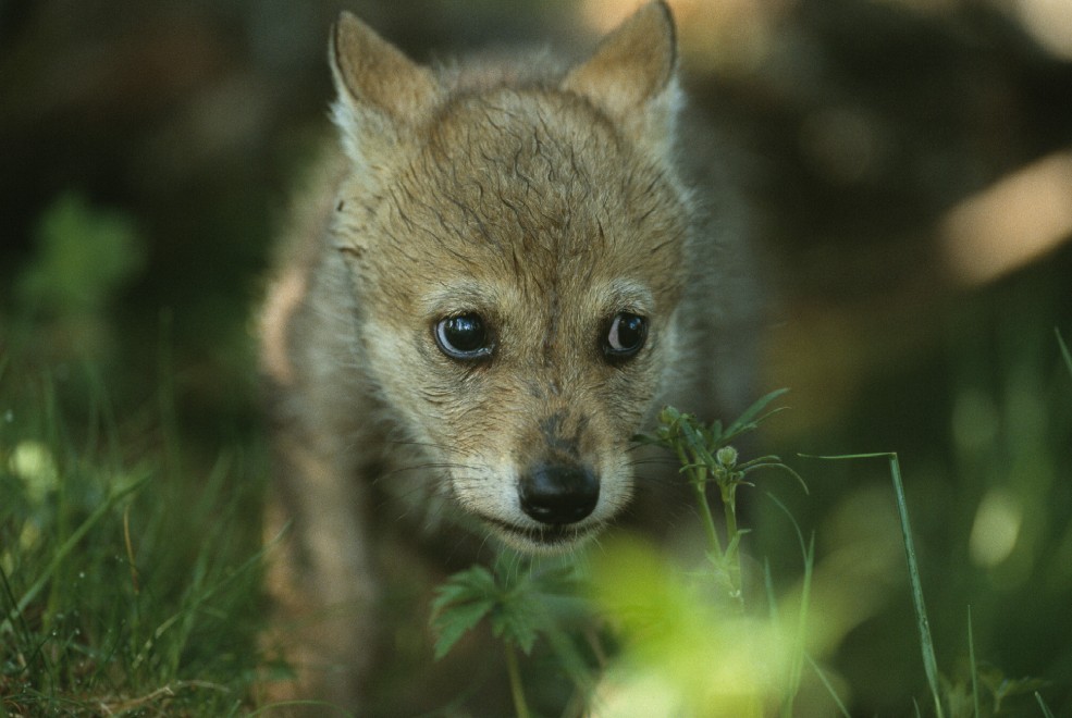Wwf, tanti cuccioli senza mamma. Ma a Natale se ne pu&ograve; "adottare" uno