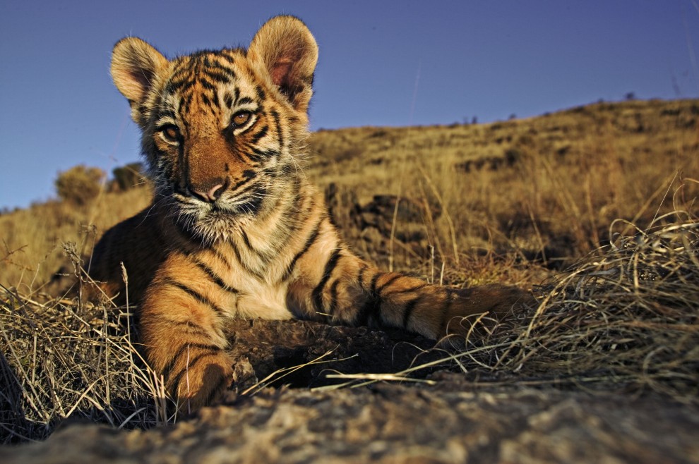 Wwf, tanti cuccioli senza mamma. Ma a Natale se ne pu&ograve; "adottare" uno