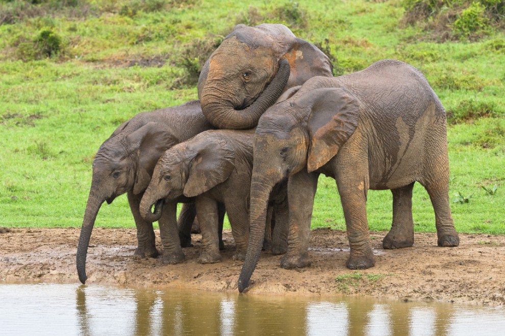 Wwf, tanti cuccioli senza mamma. Ma a Natale se ne pu&ograve; "adottare" uno