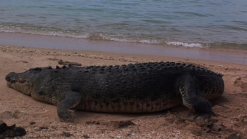Australia, coccodrillo affamato: morso al carapace della tartaruga
