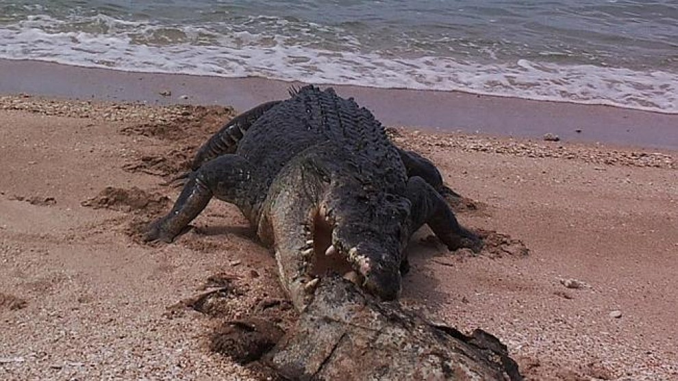 Australia, coccodrillo affamato: morso al carapace della tartaruga