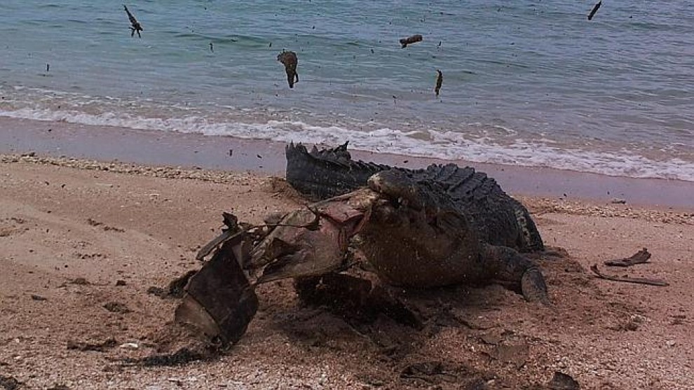 Australia, coccodrillo affamato: morso al carapace della tartaruga