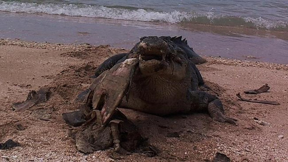 Australia, coccodrillo affamato: morso al carapace della tartaruga