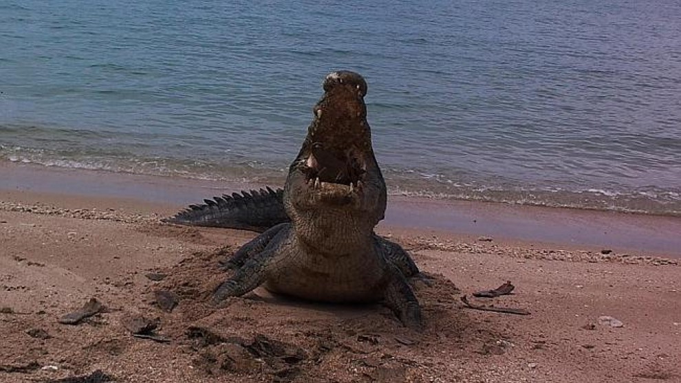 Australia, coccodrillo affamato: morso al carapace della tartaruga