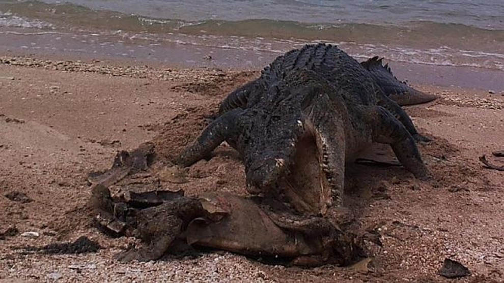 Australia, coccodrillo affamato: morso al carapace della tartaruga