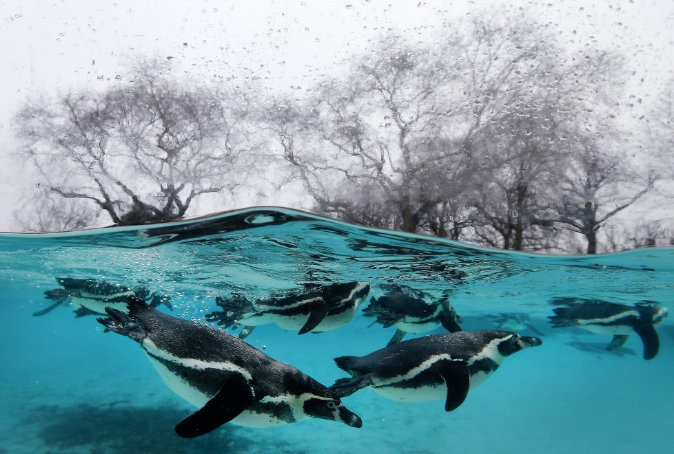 Zoo di Londra, il censimento &egrave; bestiale