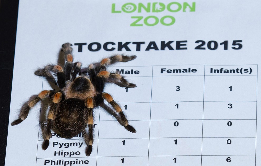 Zoo di Londra, il censimento &egrave; bestiale