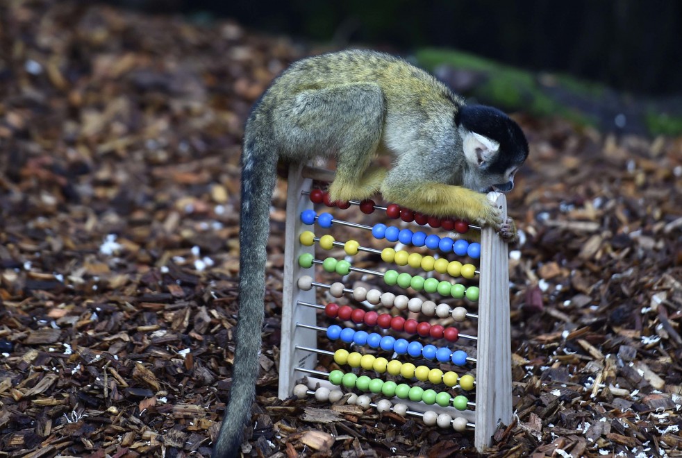 Zoo di Londra, il censimento &egrave; bestiale