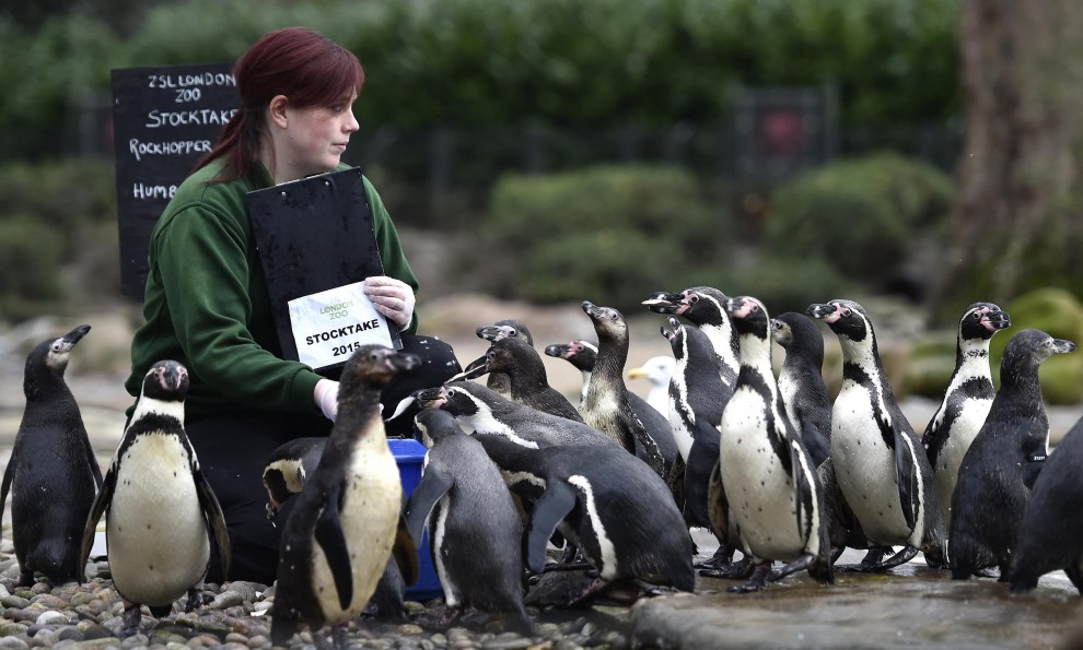 Zoo di Londra, il censimento &egrave; bestiale
