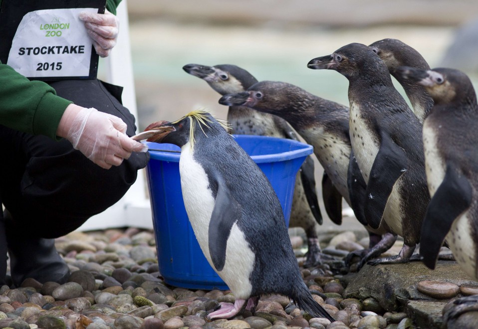 Zoo di Londra, il censimento &egrave; bestiale
