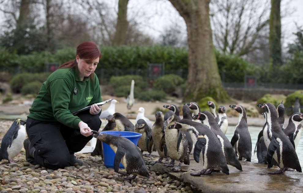 Zoo di Londra, il censimento &egrave; bestiale