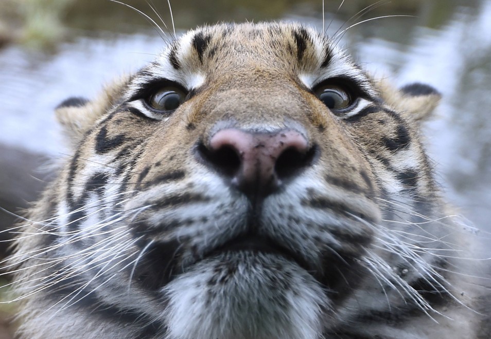 Zoo di Londra, il censimento &egrave; bestiale