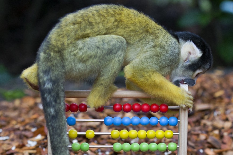 Zoo di Londra, il censimento &egrave; bestiale