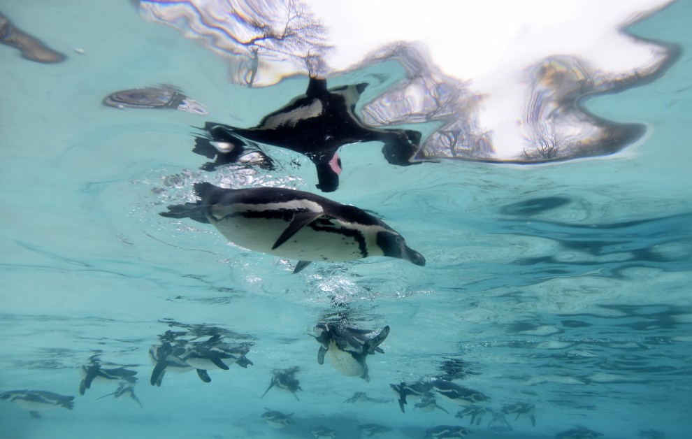 Zoo di Londra, il censimento &egrave; bestiale