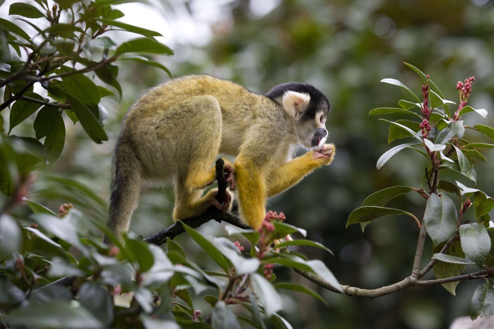 Zoo di Londra, il censimento &egrave; bestiale