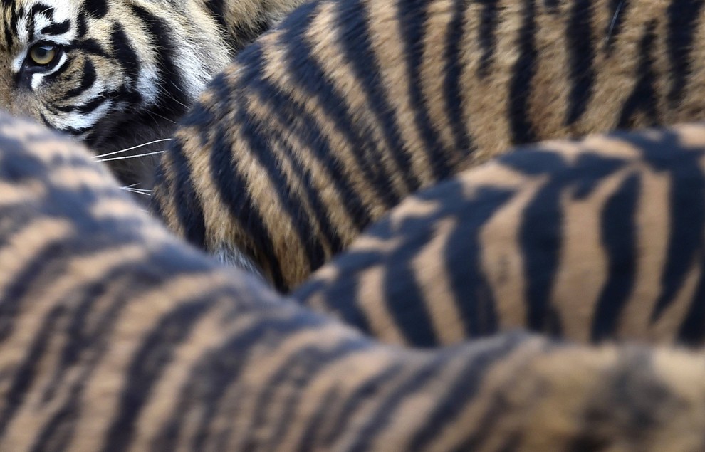 Zoo di Londra, il censimento &egrave; bestiale