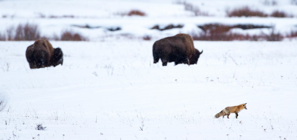 A caccia d'inverno: la volpe si "tuffa" nella neve