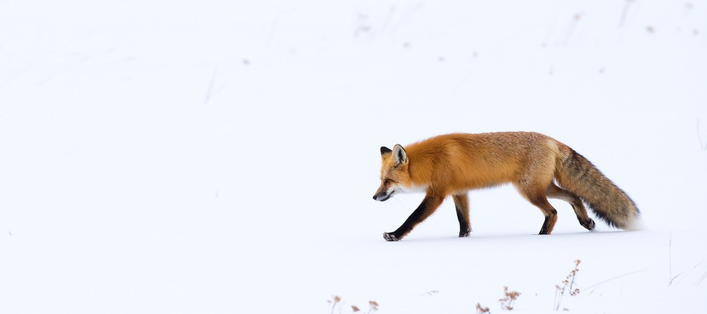 A caccia d'inverno: la volpe si "tuffa" nella neve