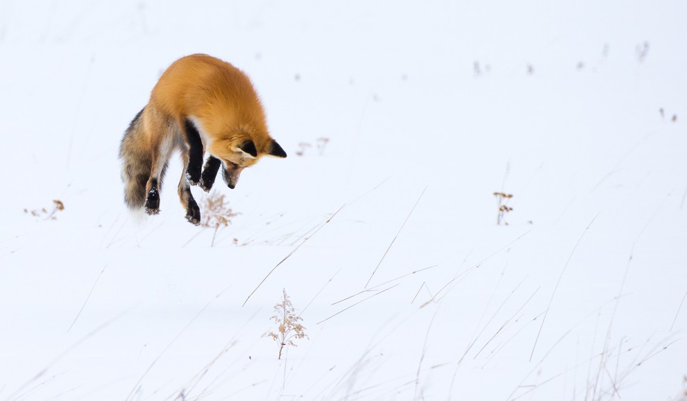A caccia d'inverno: la volpe si "tuffa" nella neve