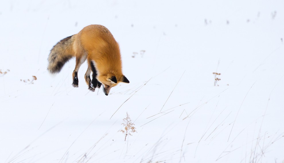 A caccia d'inverno: la volpe si "tuffa" nella neve