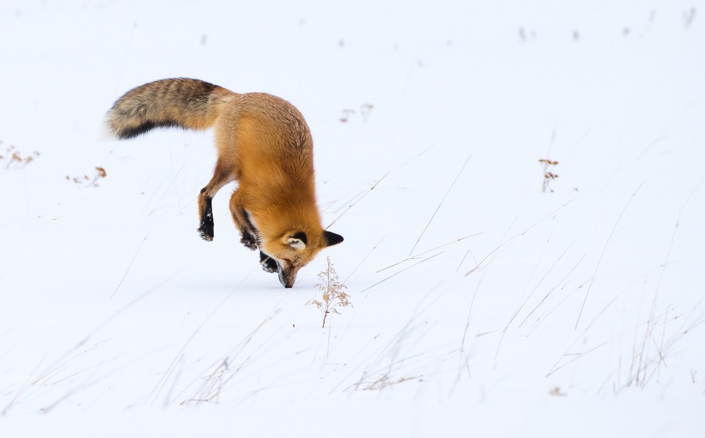 A caccia d'inverno: la volpe si "tuffa" nella neve