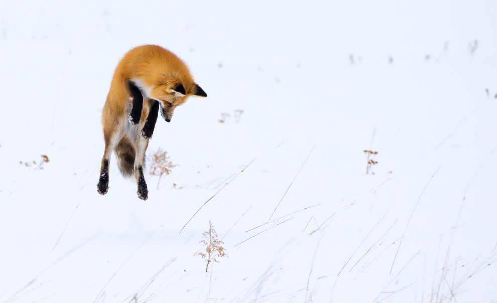 A caccia d'inverno: la volpe si "tuffa" nella neve