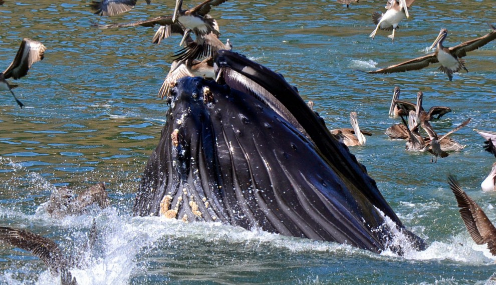 La balenottera e il pellicano: l'attimo fuggente della salvezza