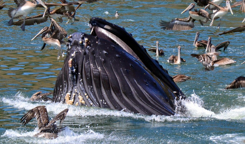 La balenottera e il pellicano: l'attimo fuggente della salvezza