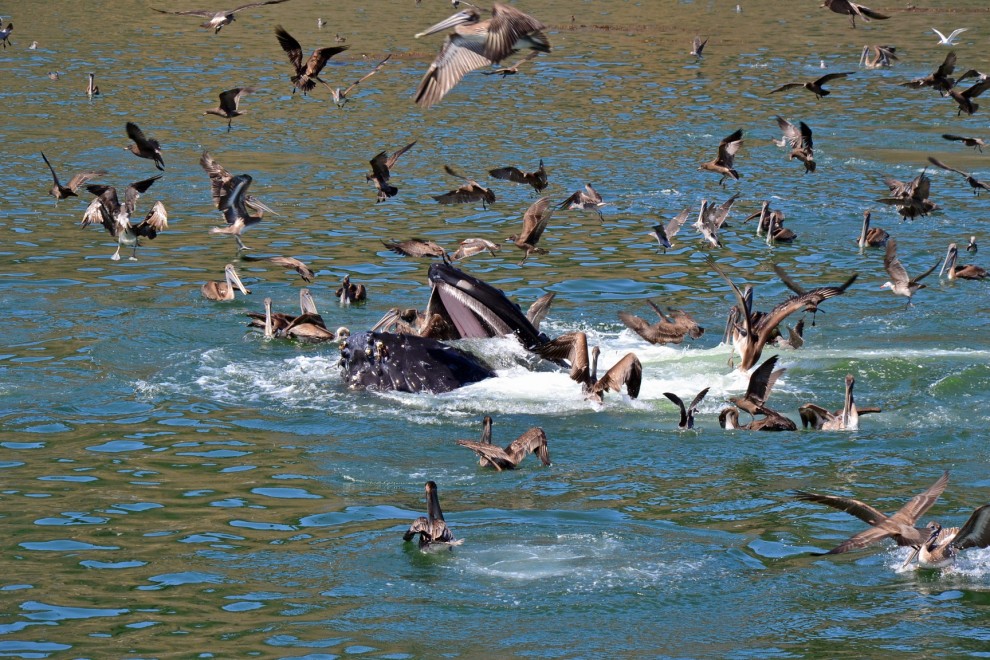 La balenottera e il pellicano: l'attimo fuggente della salvezza