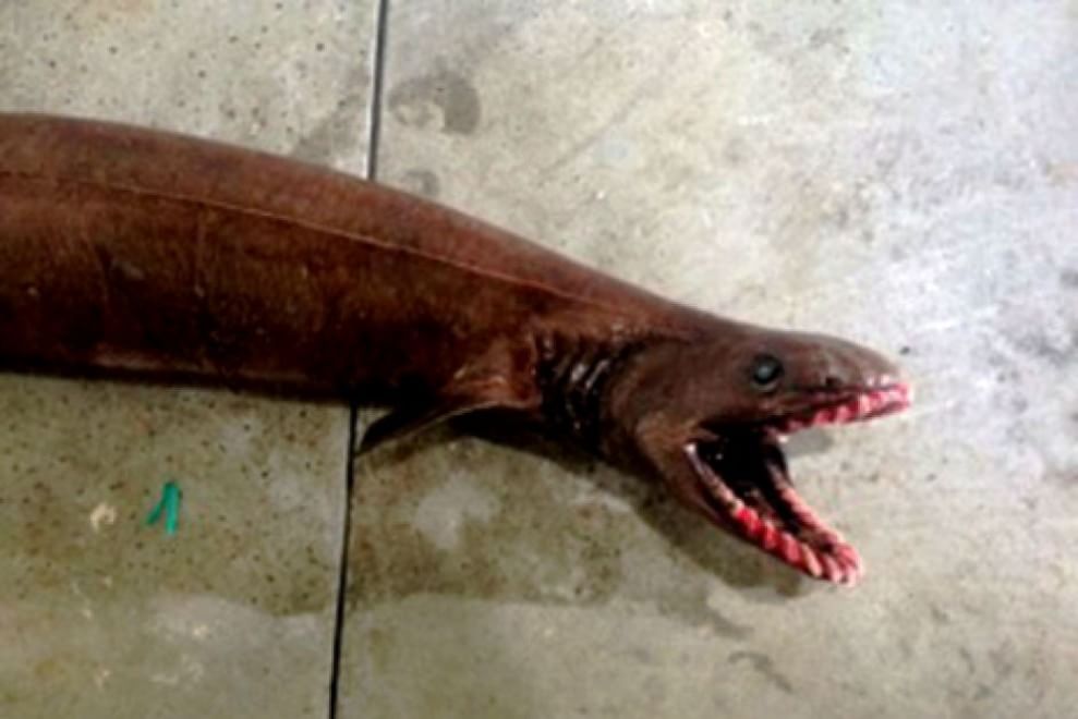 Australia, catturato squalo prestorico: risale a 80 milioni di anni fa