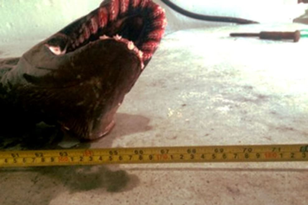 Australia, catturato squalo prestorico: risale a 80 milioni di anni fa