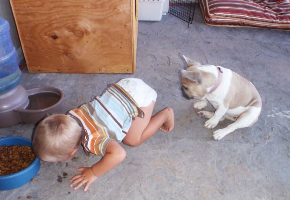 A lezione da cani e gatti: bambini che pensano di essere animali