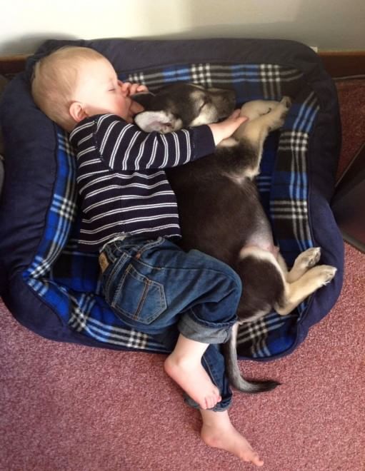 A lezione da cani e gatti: bambini che pensano di essere animali