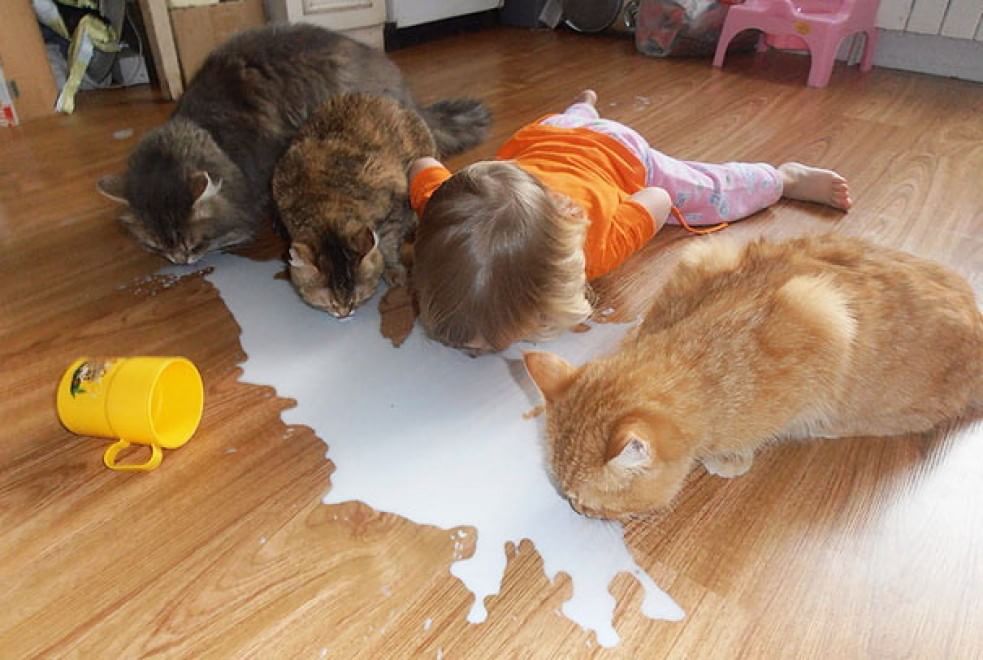A lezione da cani e gatti: bambini che pensano di essere animali