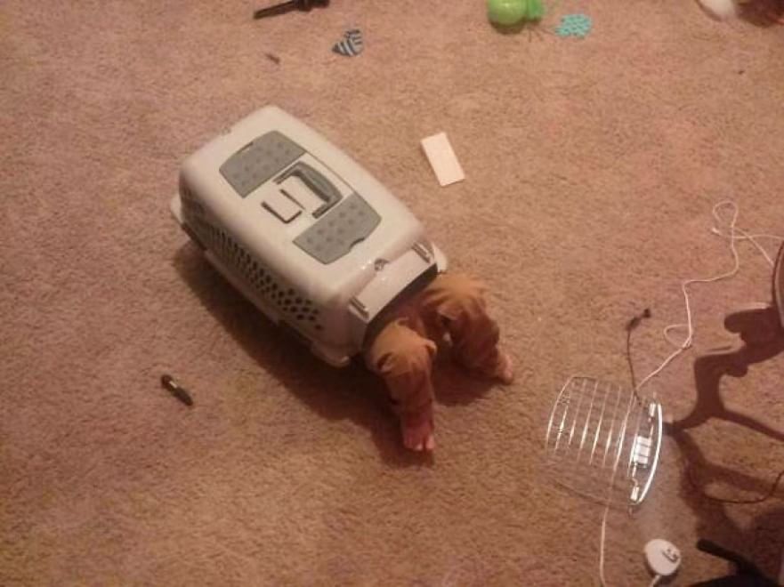 A lezione da cani e gatti: bambini che pensano di essere animali