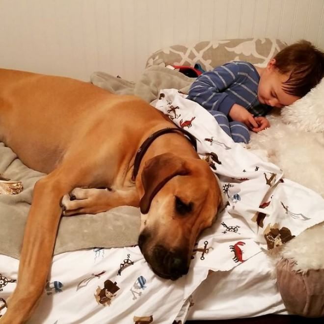 A lezione da cani e gatti: bambini che pensano di essere animali