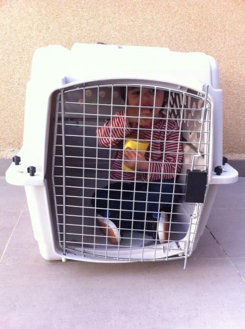 A lezione da cani e gatti: bambini che pensano di essere animali