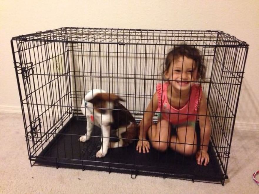 A lezione da cani e gatti: bambini che pensano di essere animali