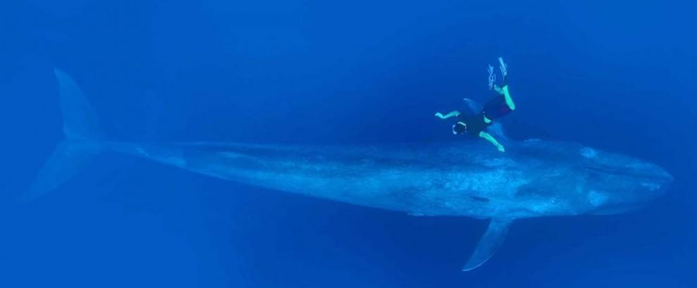 Sri Lanka, immersione tra i giganti del mare