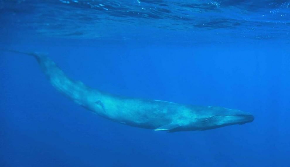 Sri Lanka, immersione tra i giganti del mare