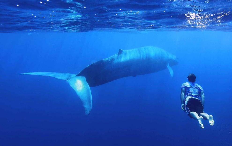 Sri Lanka, immersione tra i giganti del mare