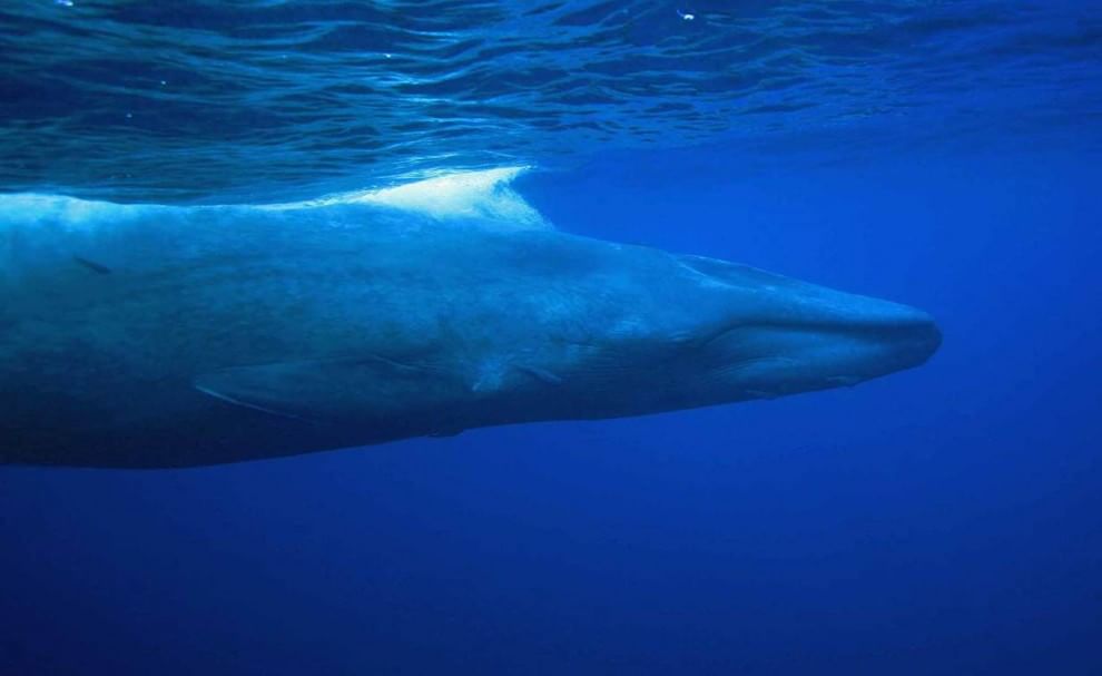 Sri Lanka, immersione tra i giganti del mare