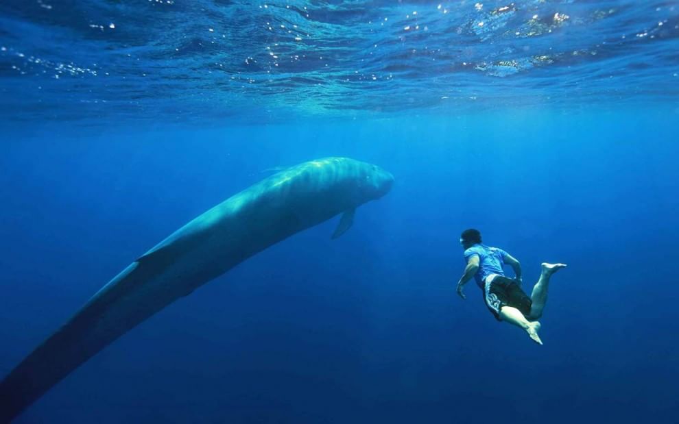 Sri Lanka, immersione tra i giganti del mare