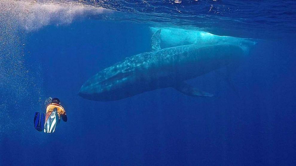 Sri Lanka, immersione tra i giganti del mare