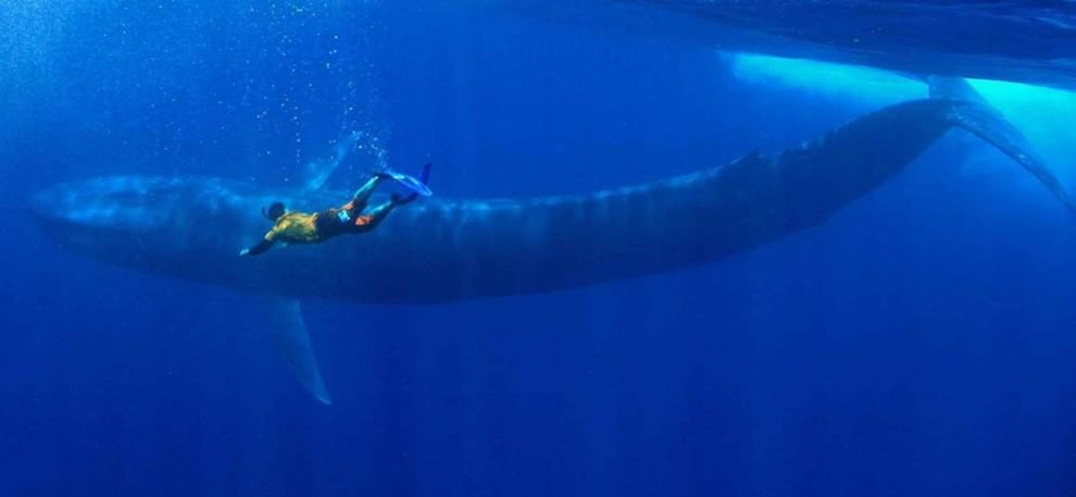 Sri Lanka, immersione tra i giganti del mare