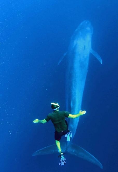 Sri Lanka, immersione tra i giganti del mare