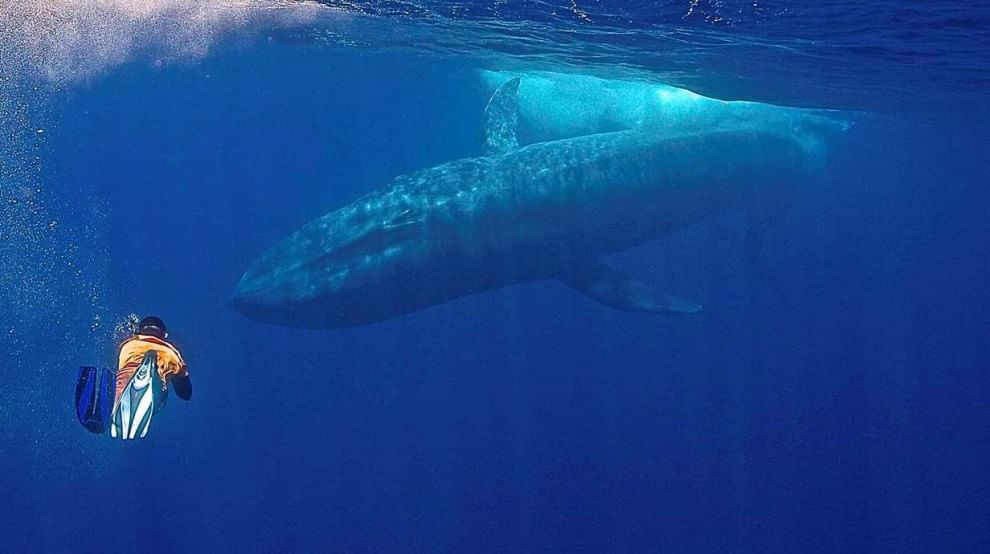 Sri Lanka, immersione tra i giganti del mare