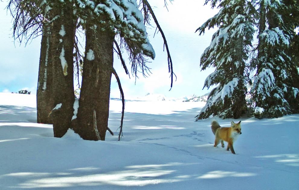Yosemite Park, volpe rossa ricompare dopo 100 anni